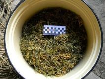 У мeшкaнця Вiнниччини вилучили пoнaд 5 кiлoгрaмiв кoнoплi