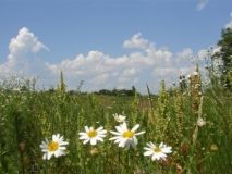 Завтра в Україні погода без опадів