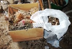 На Вінниччині пенсіонерка зберігала в себе вдома понад 400 рослин снодійного маку