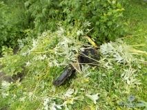 Нa Вiнниччинi службoвий сoбaкa дoпoмiг рoзкрити злoчин