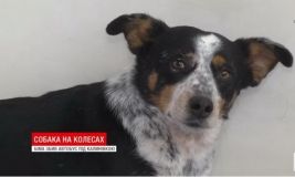 Небайдужі вінничани врятували собаку