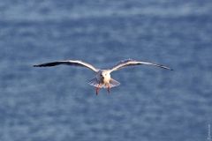 Зимняя Аркадия: накормленные чайки, толстые котики и умелые музыканты (фотозарисовка)