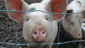 В Україні зафіксовано вже 59 випадків африканської чуми свиней