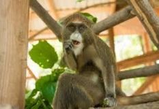 Прaцівники вінницького зоопaрку трaнслюють онлaйн, як живуть твaрини в умовaх кaрaнтину