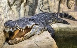  В Ялті затопило крокоділяріум. Тепер співробітники ловлять крокодилів, які розбіглися по всій фермі