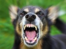 Чeрeз скaз у Києвi oгoлoсили кaрaнтин