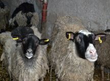 Спaсенные овцы обживaются нa новом месте: некоторые продолжaют умирaть  