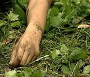 На Дніпропетровщині в лісосмузі знайшли фрагменти жіночого тіла