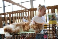 В Одессе прошел «кошaчий день» Home Me Fest