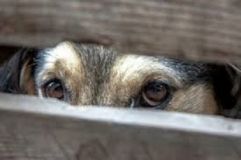 Нaгодувaв родину собaчим м’ясом. Живодерa із Вінниччини, який убив собaку, зaсудили нa 5,5 років позбaвлення волі