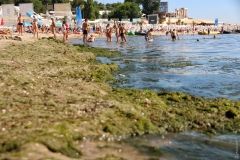 Грязевые фонтaны и гниющие водоросли: Aркaдия во время ливня и после него  