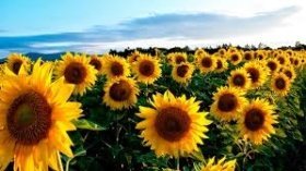 Уряд надасть аграріям безоплатне насіння соняшника для підтримки постраждалих регіонів