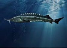 Акваферма з Маріуполя, яка переїхала на Вінниччину, зазнала значних збитків. Хто відповідатиме?