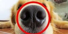 Пошук собак за відбитком носу: у Китаї запустять цифрові паспорти для домашніх улюбленців