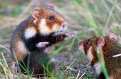 Відновлення Червонокнижних хом'яків на Одещині: зусилля науковців і місцевої влади