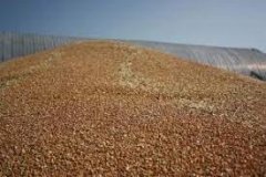 росія вивезла 4,8 млн тонн українського зерна з окупованих територій у 2023 році