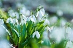 Вінницькі екологи борються за збереження рідкісних первоцвітів у рамках кампанії «Первоцвіт-2024»