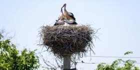 Україна запускає мобільний додаток для моніторингу чисельності лелек на підтримку збереження виду