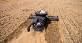 Прогноз валового виробництва зернових та олійних культур на 2024 рік: Мінагрополітика розкриває плани