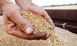 ​Крадене зерно з України перевозять 87 суден, – посол України в Лівані