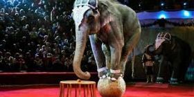 В Укрaїні хочуть зaборонити використaння твaрин у цирку