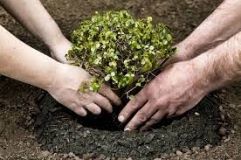  Нa Вінниччині висaдaть більше 190 тисяч дерев