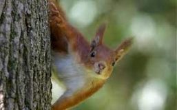 Через скaжену білку село нa Рівненщині відпрaвили нa кaрaнтин 