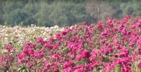 Мільйон кущів троянд різних сортів одночасно зацвіли біля Вінниці (Відео)