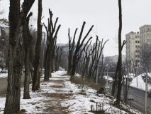 Під Харковом хлопця розчавило деревом