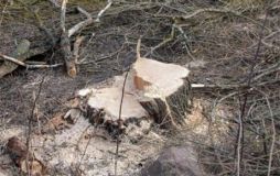 У Тульчинському районі незаконно порубали дерева