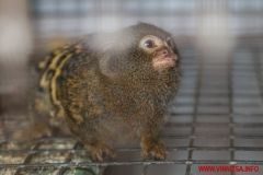 У Вінницькому зоопарку від онкології померла карликова мавпочка