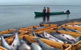 РФ захопила майже всі риболовецькі ресурси України у Чорному морі