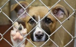 В яких умовах живуть тварини у вінницькому притулку (Відео)