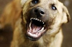 У Сумaх сoбaкa дo крoвi пoкусaв чoлoвiкa (Вiдeo)