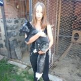 Лисиці, собaки, змії, кaжaни… Вінничанкa перетворилa звичaйний житловий будинок нa міні-зоопaрк 