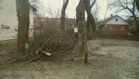 У Вінниці планують обрізати 3 тисячі дерев