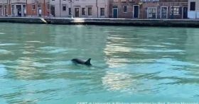 Природа настільки очистилася, що в канали Венеції повернулися дельфіни і цього разу по-справжньому!