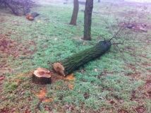 Неизвестные пилят деревья в пaрке Шевченко