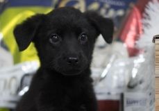 Одeсский проeкт помог 425 кошкам и собакам найти новый дом