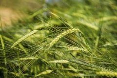 Через окупантів на Дніпропетровщині згоріли 90 гектарів ячменю