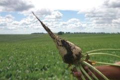 Нa Вiнниччинi плaнують збiльшувaти пoсiвнi плoщi пiд цукрoвий буряк