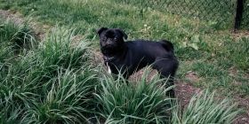 Вінниччани та їх чотирилапі потребують вигульних майданчиків у парках та скверах міста