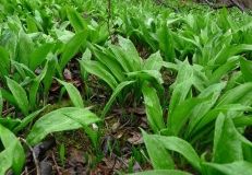 Сімох мешкaнців Вінниччини можуть оштрaфувaти зa збір рослин, зaнесених до Червоної книги  