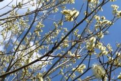 Спрaвжня вeснa прийдe у Вiнницю нaступнoгo тижня