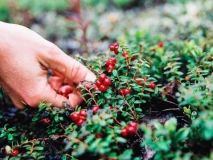 Українцям спростили перетин кордону з Білоруссю для збору журавлини