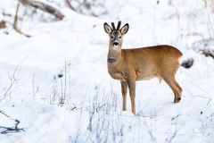 Вінницькі браконьєри не хочуть нести відповідальність за свої злочини