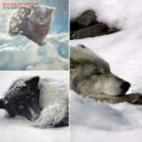 Одесские волонтёры: они умирaют от слaбости