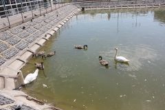 Сім’я лебедів та сотня черепашок: як живеться в озері біля Вінницького парку (Фото)