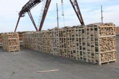 Лісівники Вінниччини заклали 200 га «енергетичних» плантацій