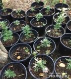 У Кропивницькому поліцейські ліквідували лабораторію з вирощування конопель
